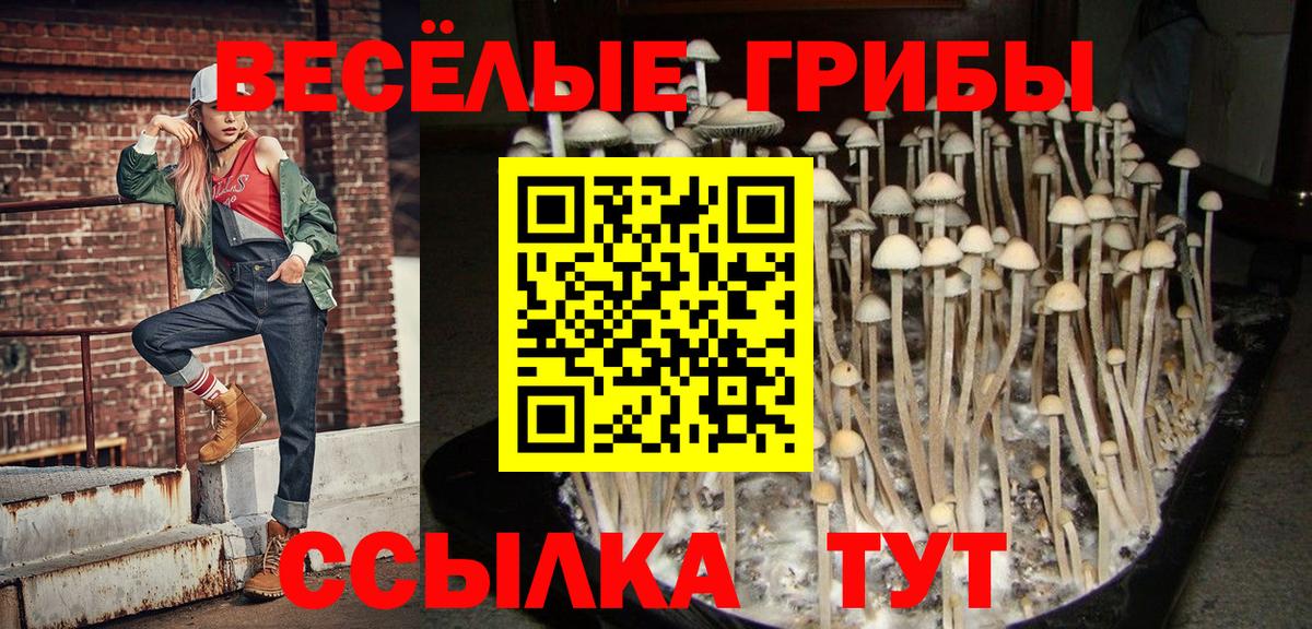 Ухта  что такое наркотик  Вход с VPN  Галлюциногенные грибы Psilocybine cubensis 